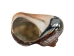 Polished Turbo Sarmaticus Shell: Small - 672-P-S (Y1MC18)(Y3L)