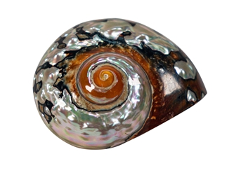 Polished Turbo Sarmaticus Shell: Small turban shells