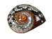 Polished Turbo Sarmaticus Shell: Small - 672-P-S (Y1M)
