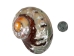 Polished Turbo Sarmaticus Shell: Extra Large - 672-P-XL (Y3LRB)