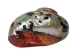 Polished Turbo Sarmaticus Shell: Extra Large - 672-P-XL (Y3LRB)