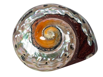 Polished Turbo Sarmaticus Shell: Extra Large turban shells