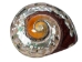 Polished Turbo Sarmaticus Shell: Extra Large - 672-P-XL (Y3LRB)