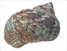 Raw Camouflage Turbo Sarmaticus Shell: Large - 672-R-L (L31)