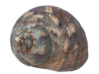Raw Camouflage Turbo Sarmaticus Shell: Medium turban shells