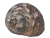 Raw Camouflage Turbo Sarmaticus Shell: Medium - 672-R-M (L31)