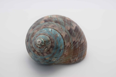 Raw Camouflage Turbo Sarmaticus Shell: Extra Large turban shells