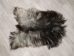 Icelandic Sheepskin: Gray: 100-110cm or 40" to 44" - 7-105-AS (Y1L)