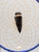 Navajo Fancy Dreamcatcher with Plastic Beads: 6" - 70-F6P (Y2KC20)