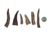 Caribou Antler Tip: Medium (lb) - 74-10-M (Y2HC06)