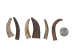 Caribou Antler Tip: Small (lb) - 74-10-S (Y2HC02)