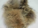 Coyote Fur Collar: 3" by 35" - 781-3X35 (Y2ORP)