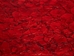 Glazed Carp Leather: Scarlet  - 870-4G-06 (8UR7)