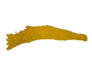 Glazed Carp Leather: Sunrise 