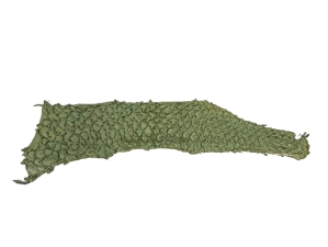 Glazed Carp Leather: Seafoam 