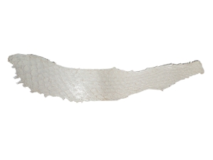 Glazed Carp Leather: White 
