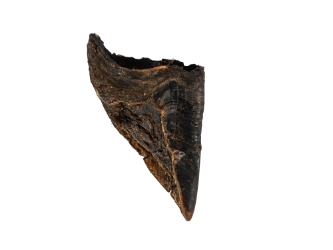 Elk Hoof 