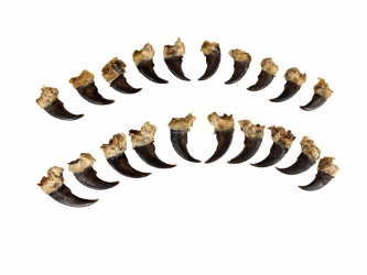 Real Black Bear Claw: Set of 20 