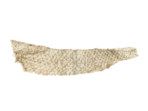 Carp Skin 