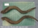 Kudu Horn: Large (34" to 38"): Gallery Item - 1024-LG-G03 (Y1HRF)