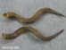 Kudu Horn: Large (34" to 38"): Gallery Item - 1024-LG-G03 (Y1HRF)