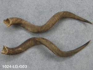 Kudu Horn: Large (34" to 38"): Gallery Item 