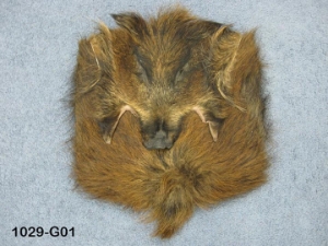 Wild Boar Bag: Gallery Item wild boar bags