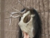 Iroquois Mask: Gallery Item - 1045-G001 (Y2D)
