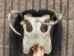 Iroquois Mask: Gallery Item - 1045-G001 (Y2D)