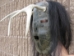 Iroquois Mask: Gallery Item - 1045-G002 (Y2D)