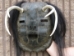Iroquois Mask: Gallery Item - 1045-G002 (Y2D)