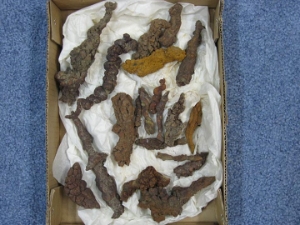 Fossil Turtle Coprolite (box): Gallery Item 