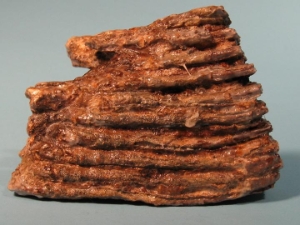 Mammoth Tooth: Gallery Item 