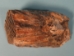 Mammoth Tooth: Gallery Item - 1060-10-G101 (Y1FRL)
