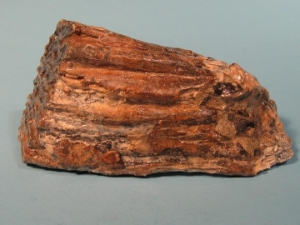 Mammoth Tooth: Gallery Item 