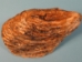 Mammoth Tooth: Gallery Item - 1060-10-G102 (Y1FRL)
