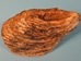 Mammoth Tooth: Gallery Item - 1060-10-G102 (Y1F)