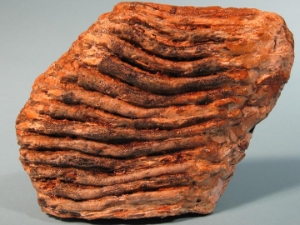 Mammoth Tooth: Gallery Item 