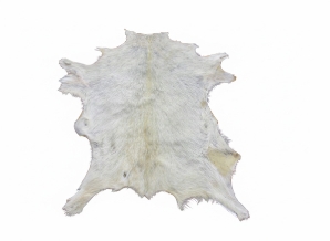 Boar Bok Skin: Gallery Item boerbok, boar buck, boer goat