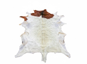 Boar Bok Skin: Gallery Item boerbok, boar buck, boer goat