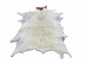 Boar Bok Skin: Gallery Item boerbok, boar buck, boer goat