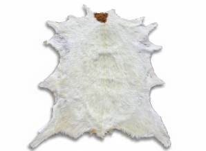 Boar Bok Skin: Gallery Item boerbok, boar buck, boer goat