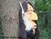 Iroquois False Face Mask: Gallery Item - 109-G91 (Y3O)