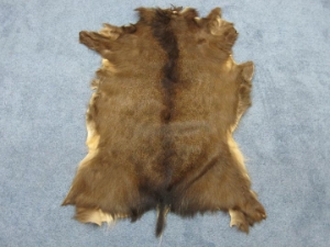 Japanese Sika Deer: Gallery Item 