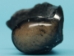 Fossil Whale Ear Bone: Gallery Item - 1231-10-G13272 (Y2IC06)