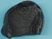 Fossil Whale Ear Bone: Gallery Item - 1231-10-G13272 (Y2I)
