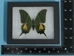 Framed Butterfly: Teinopalpus imperialis: Gallery Item - 1236-G02 (10URM1)