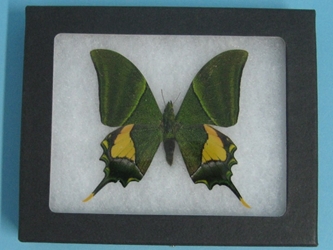 Framed Butterfly: Teinopalpus imperialis: Gallery Item 