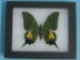 Framed Butterfly: Teinopalpus imperialis: Gallery Item - 1236-G02 (Y1GRH)
