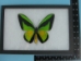 Framed Butterfly: Ornithoptera goliath: Gallery Item - 1236-G08 (Y1GRH)